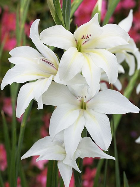 The Bride Nanus gladiole-p1