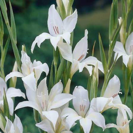 The Bride Nanus gladiole-p2