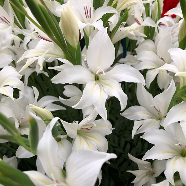 The Bride Nanus gladiole-p3