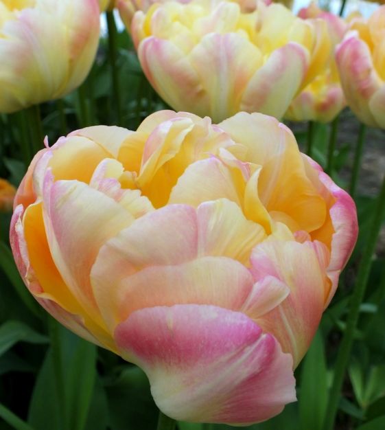 Tulip Creme Upstar-p2
