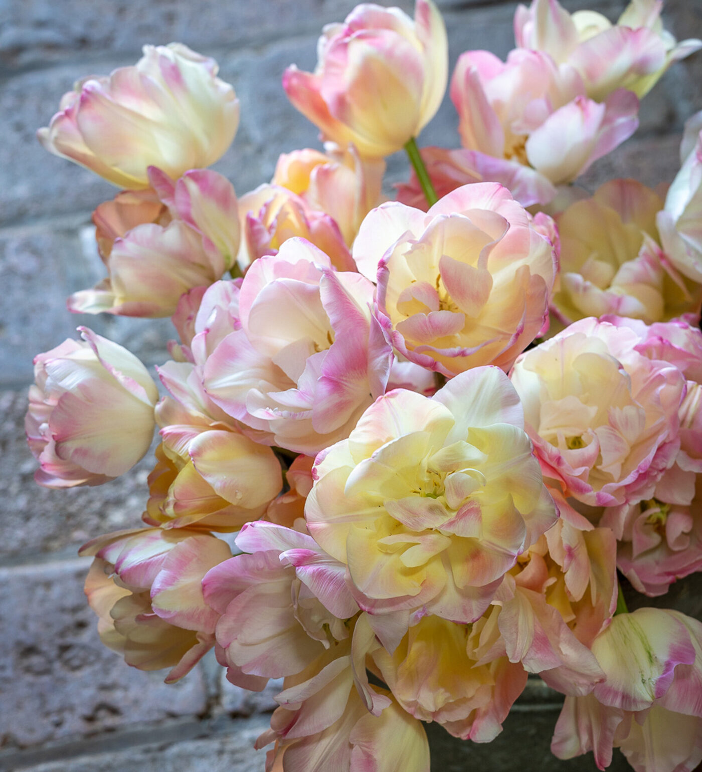 Tulip Creme Upstar-p3