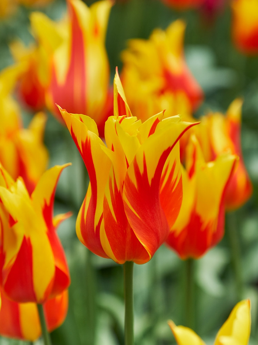 Tulipa_Fire_Wings-p1