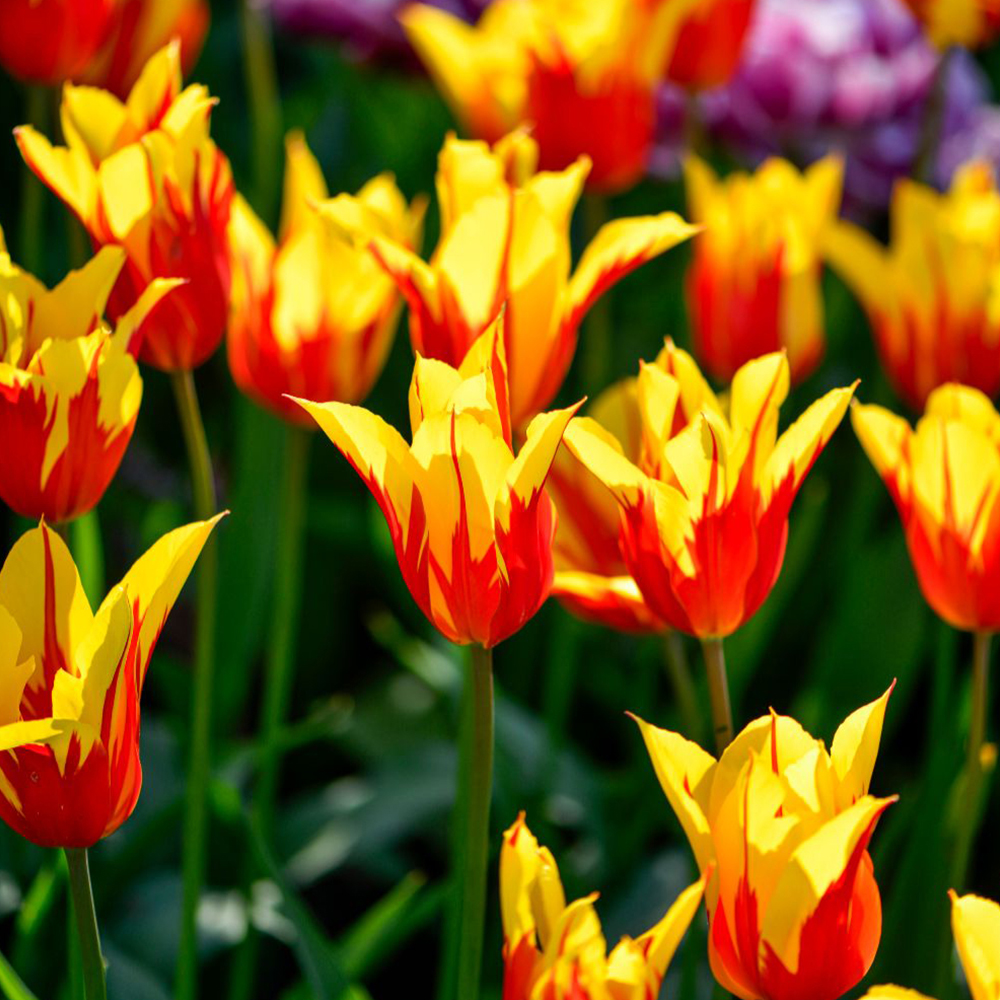 Tulipa_Fire_Wings-p2