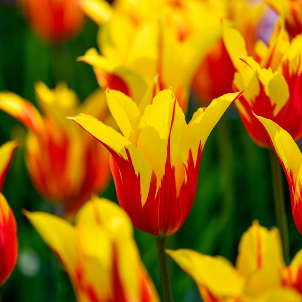 Tulipa_Fire_Wings-p5