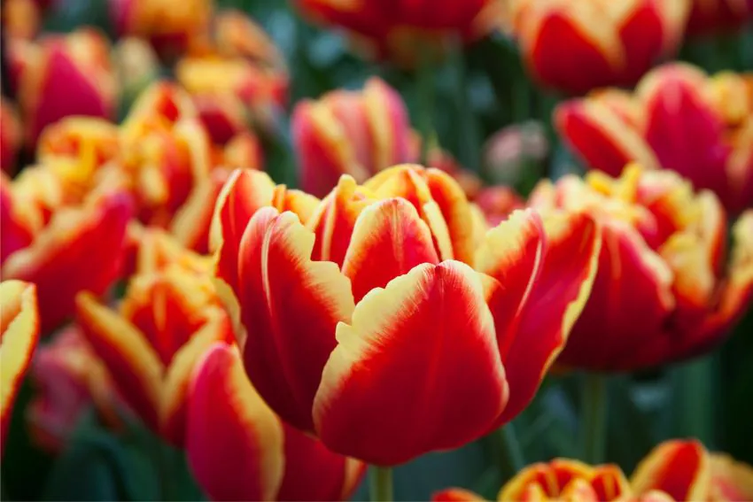 Tulipa_High_Roler-p2
