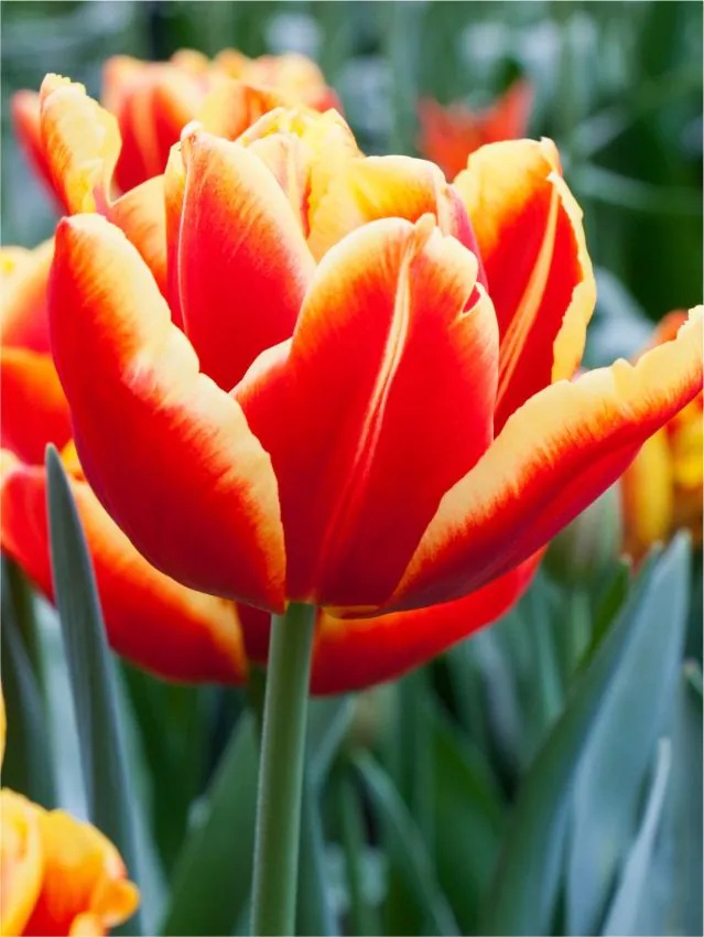 Tulipa_High_Roler-p3