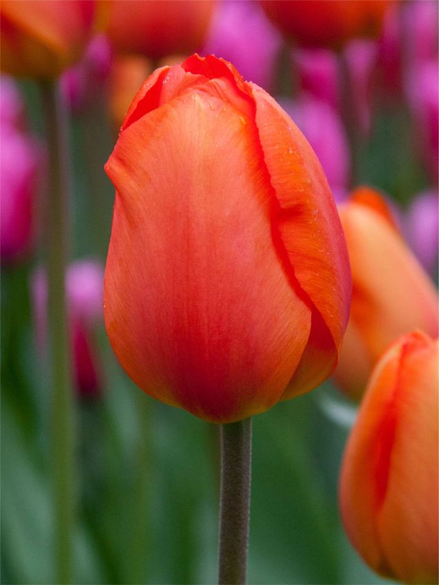 Tulipa_Lighting_Sun-p1