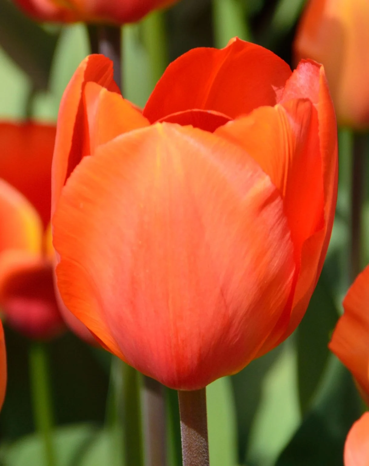 Tulipa_Lighting_Sun-p2
