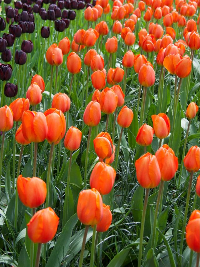 Tulipa_Lighting_Sun-p3