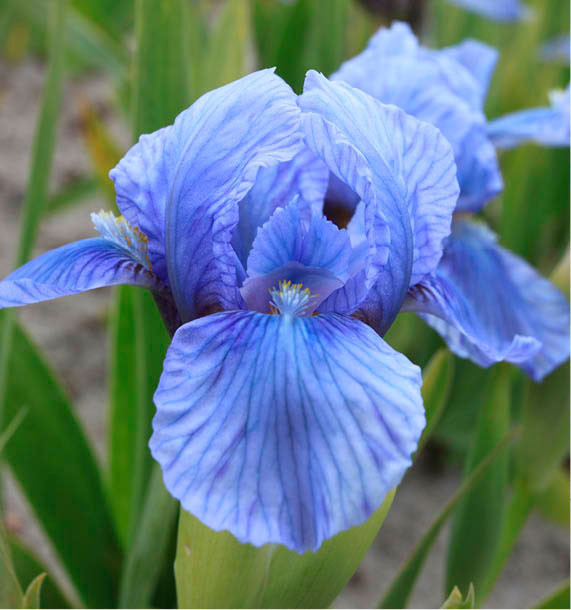 iris-pumila-blue-denim-p1
