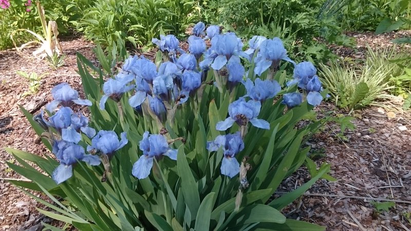 iris-pumila-blue-denim-p2