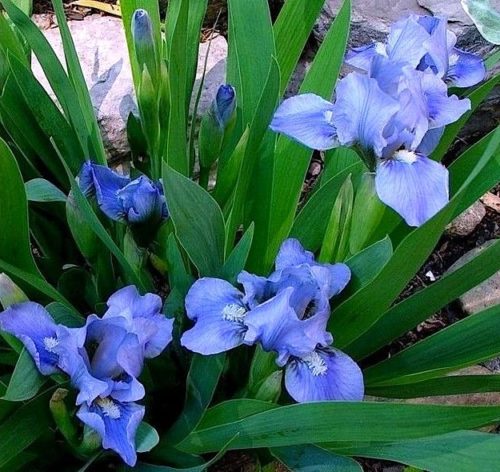 iris-pumila-blue-denim-p3