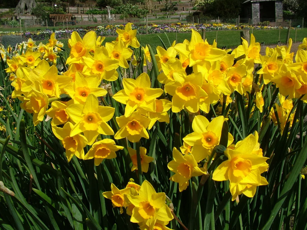 narcissus GARDEN OPERA-p2
