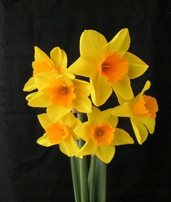 narcissus GARDEN OPERA-p4