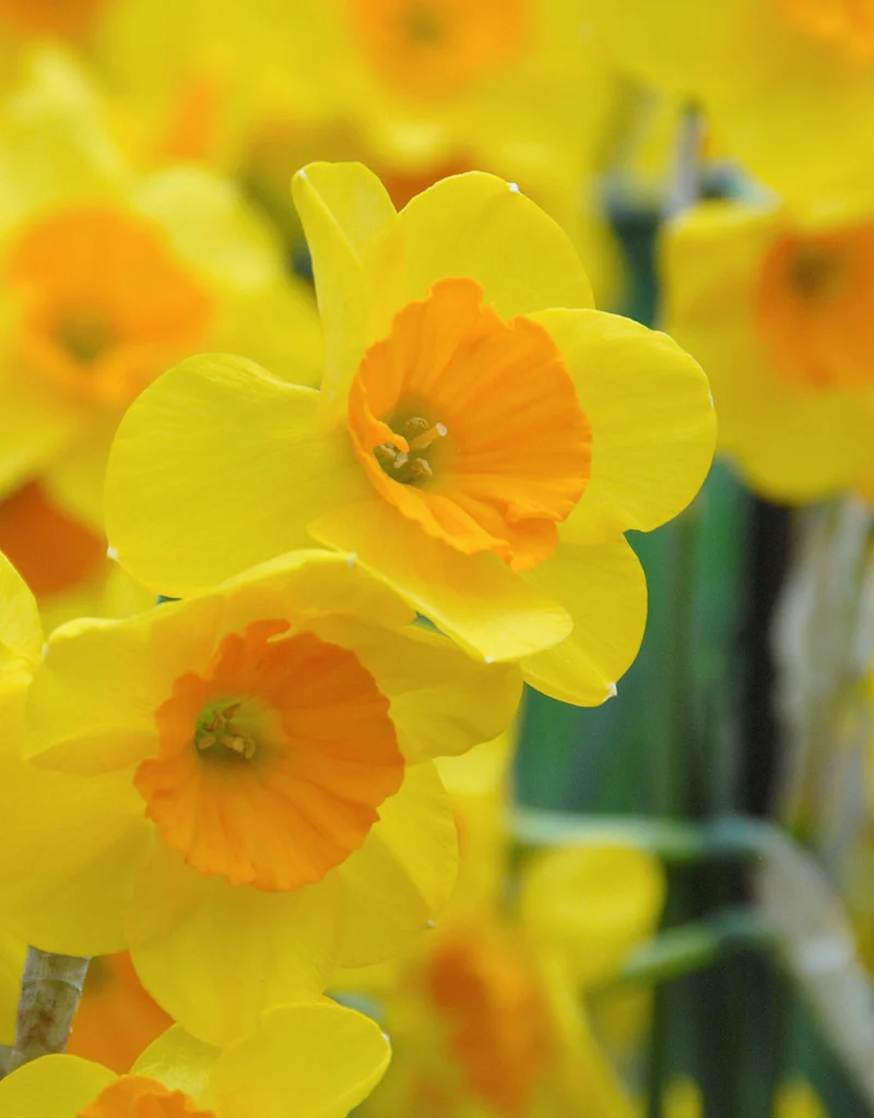 narcissus-garden-opera-p1