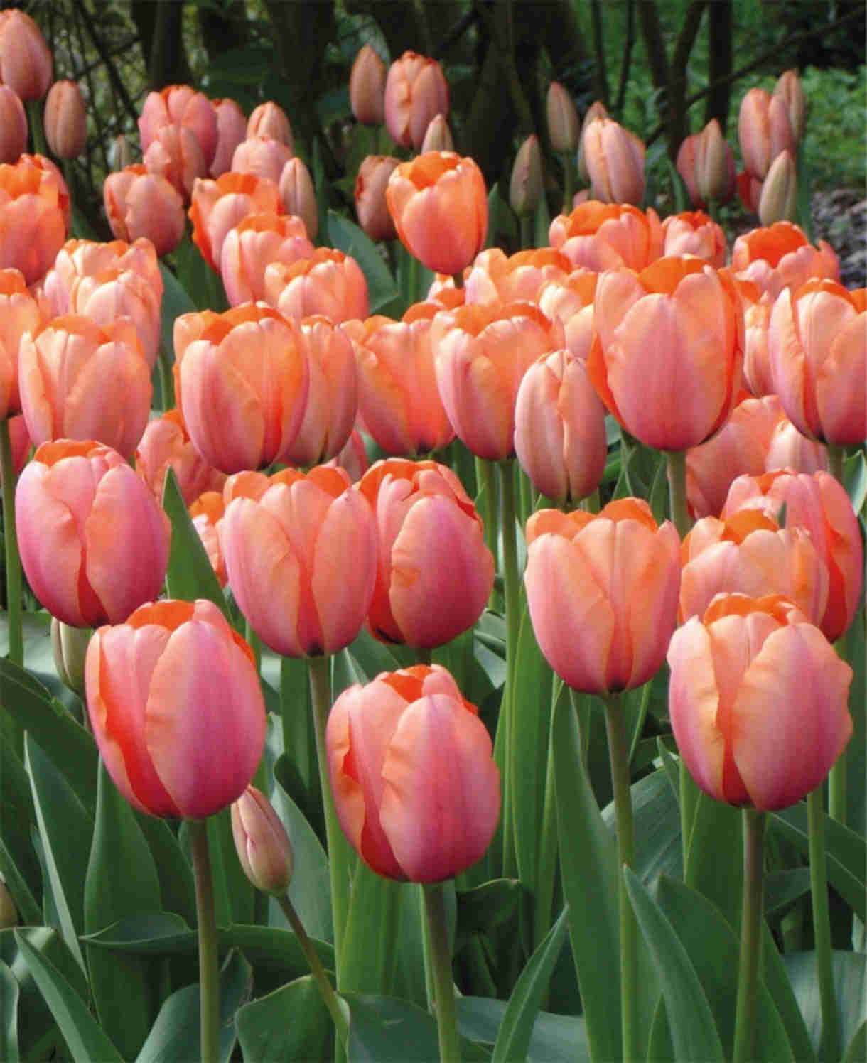 tulip Apricot Impression-p2