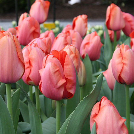 tulip Apricot Impression-p3