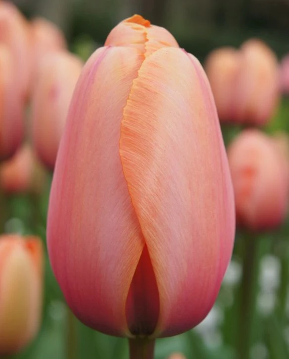 tulip Apricot Impression-p4