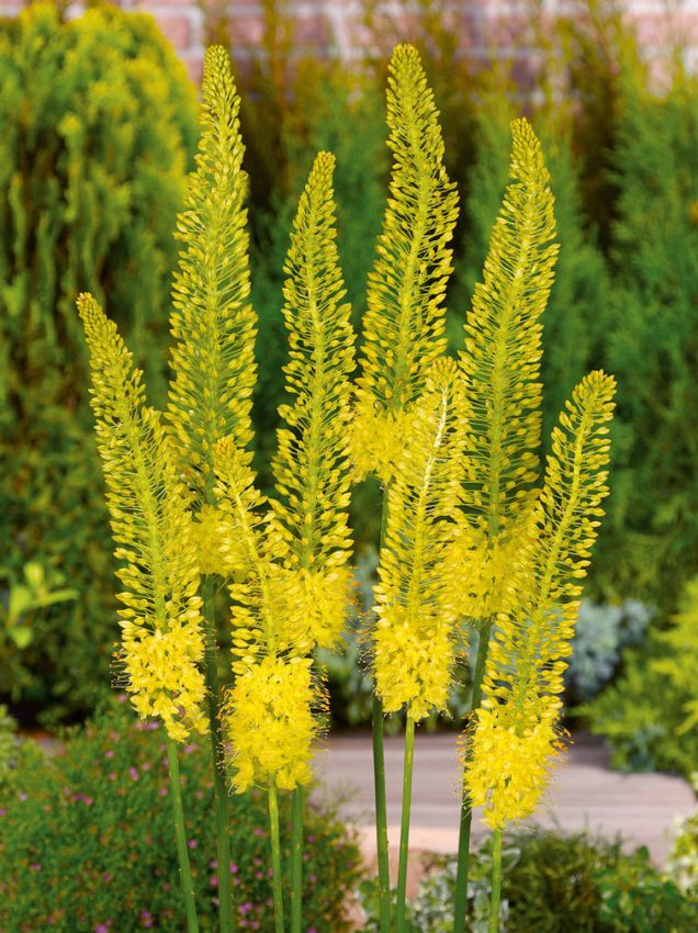Eremurus Image-p2
