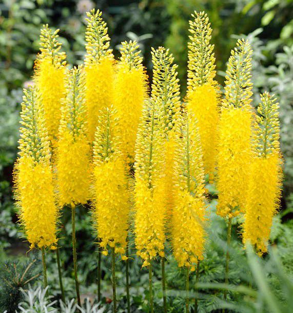 Eremurus Image-p3