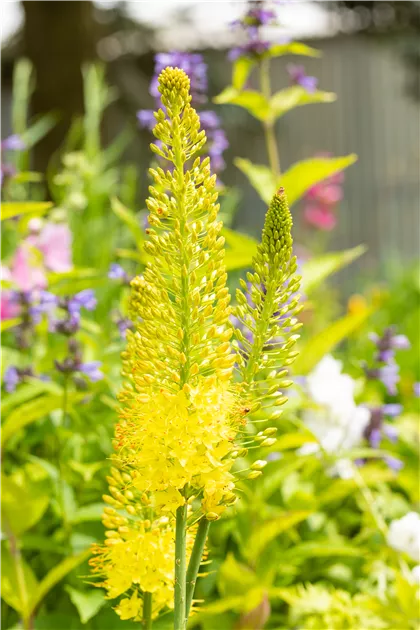 Eremurus Image-p4