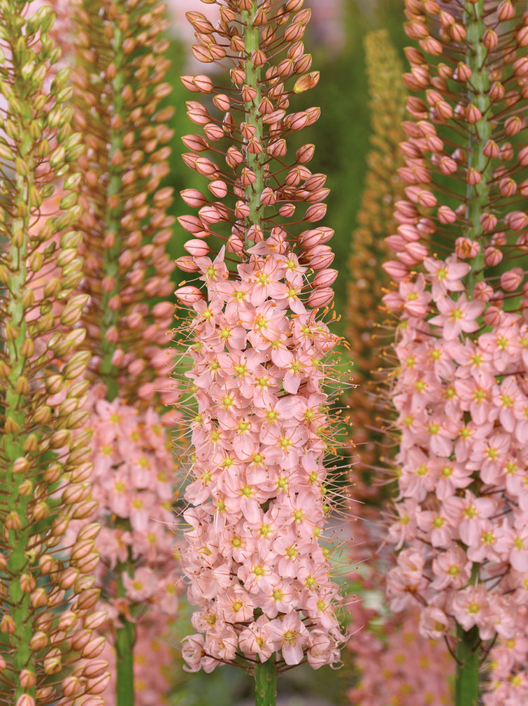 Eremurus Romance-p1