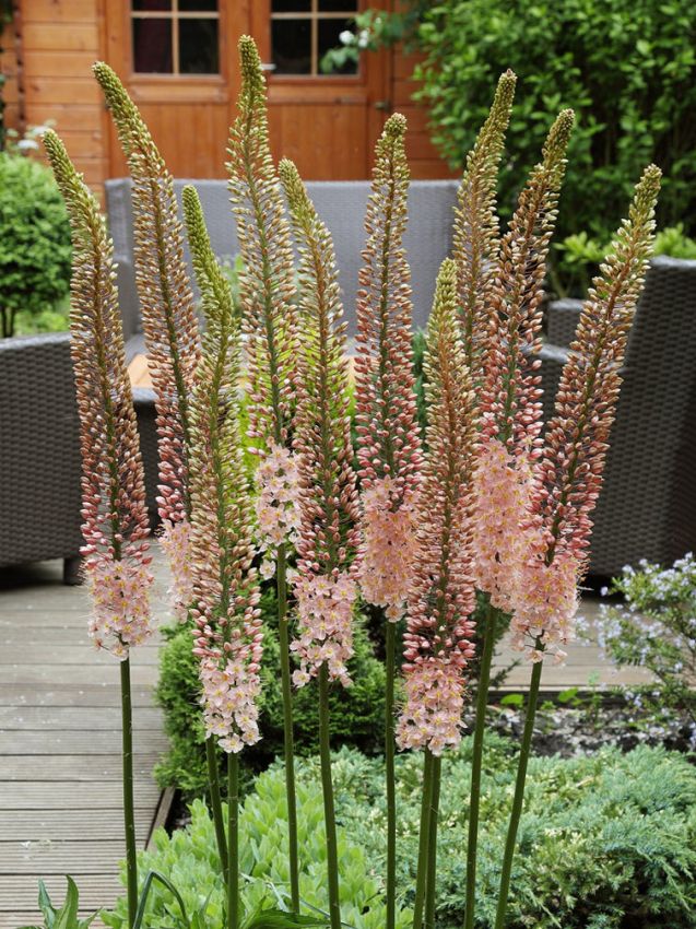 Eremurus Romance-p2