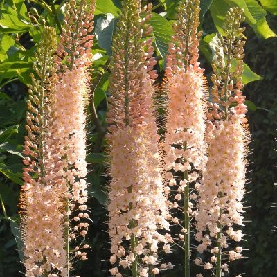 Eremurus Romance-p3