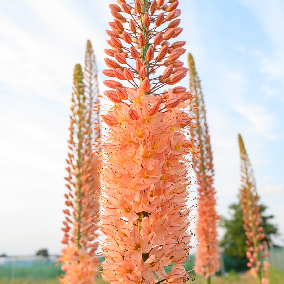 Eremurus-isabellinus-Cleopatra-p3