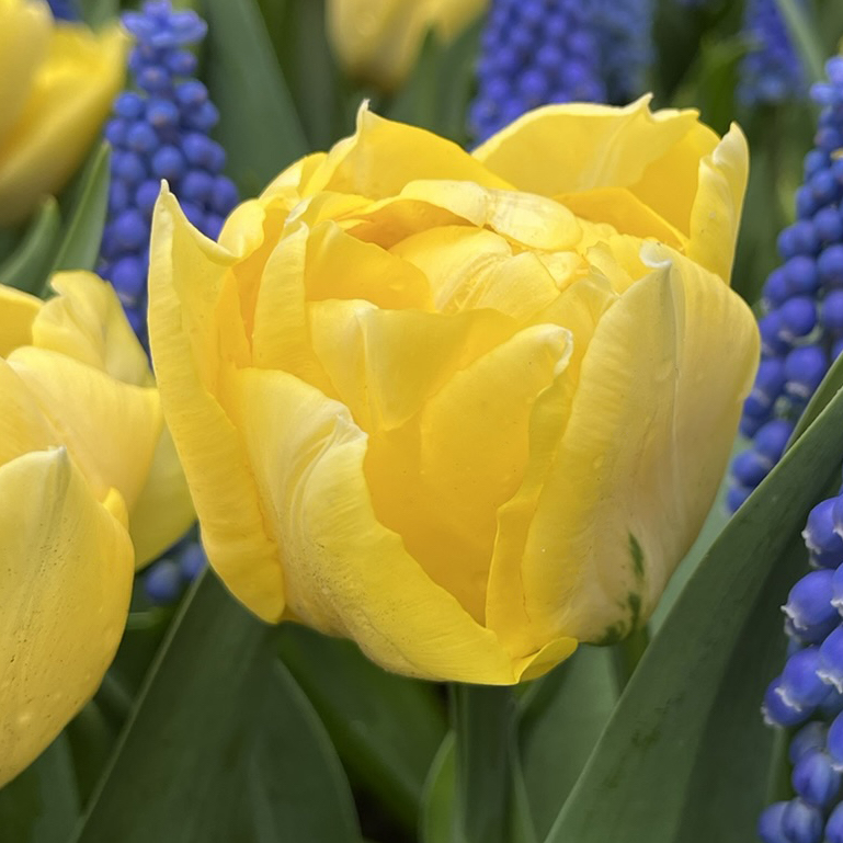 Tulip-Secret-Perfume-p1