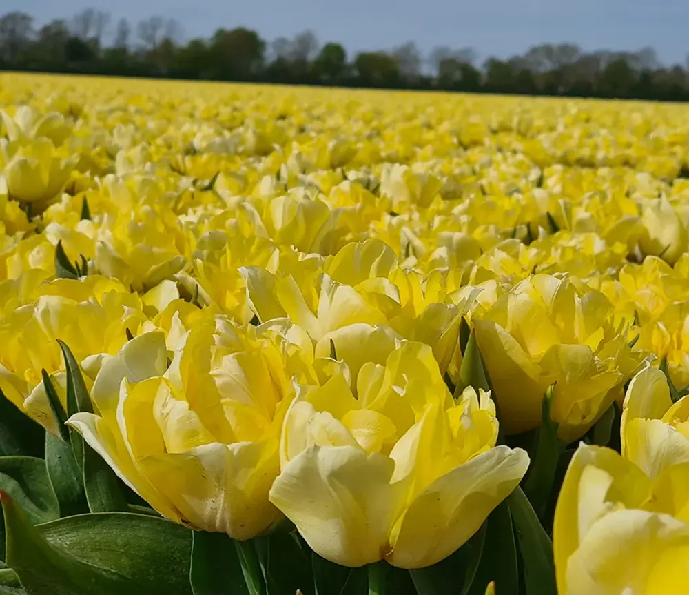 Tulip-Secret-Perfume-p2