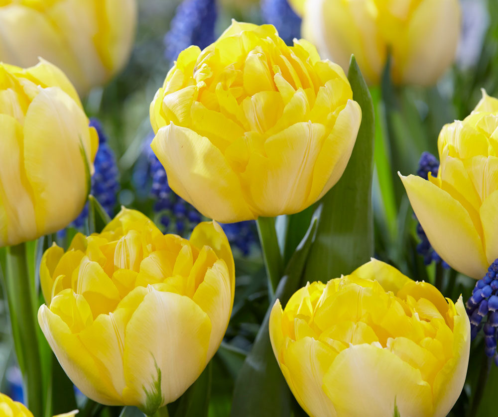 Tulip-Secret-Perfume-p3