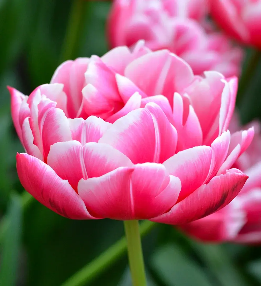 Tulip_Columbus-2