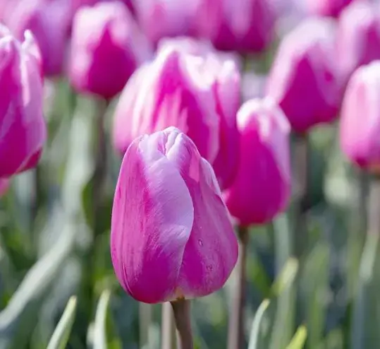 Tulipa_Bol_Royal_Dream_FA1_1_1