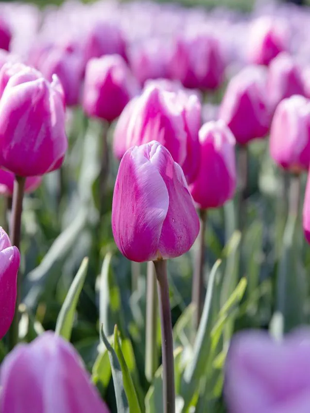 Tulipa_Bol_Royal_Dream_FA1_1_1