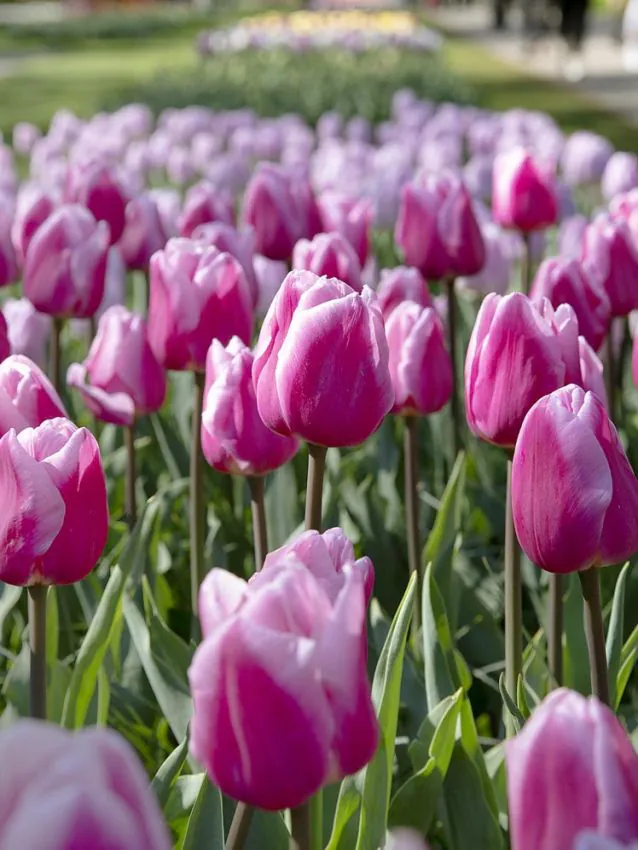 Tulipa_Bol_Royal_Dream_FA2_1_1