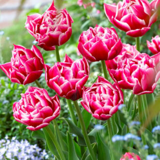 columbus tulipa