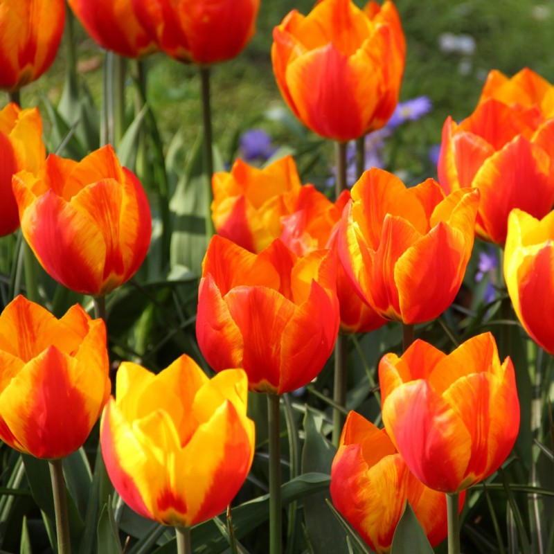tulipa flair-p1