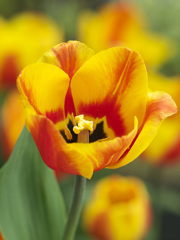 tulipa flair-p2