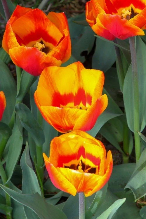 tulipa flair-p3