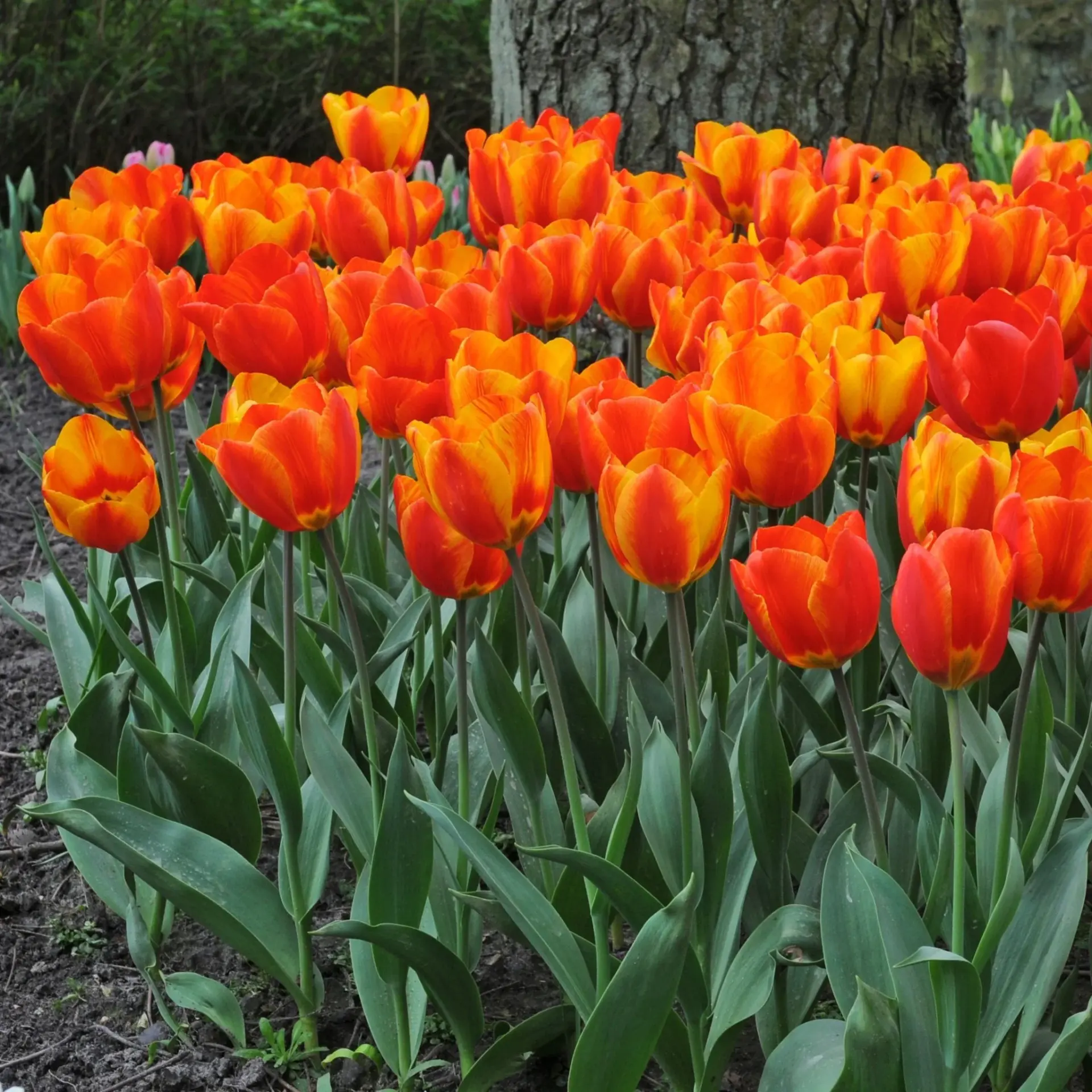 tulipa flair-p4